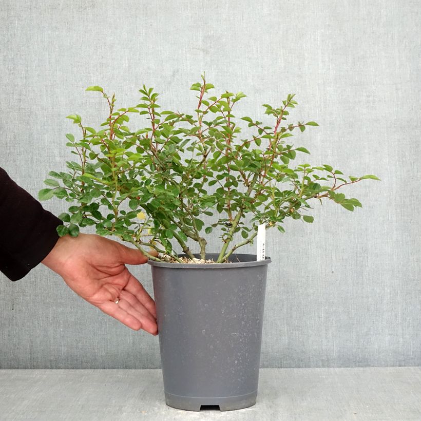 Rosa tappezzante Sea Foam Vaso da 3L/4L esemplare consegnato in primavera