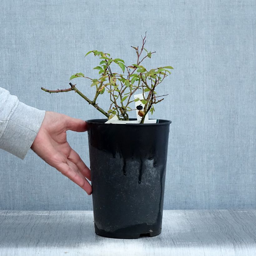 Esemplare di Rosa tappezzante Snow Star Vaso da 4L/5L come consegnato in autunno