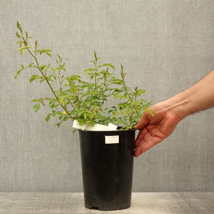 Rosa tappezzante Snow Star Vaso da 4L/5L esemplare consegnato in primavera