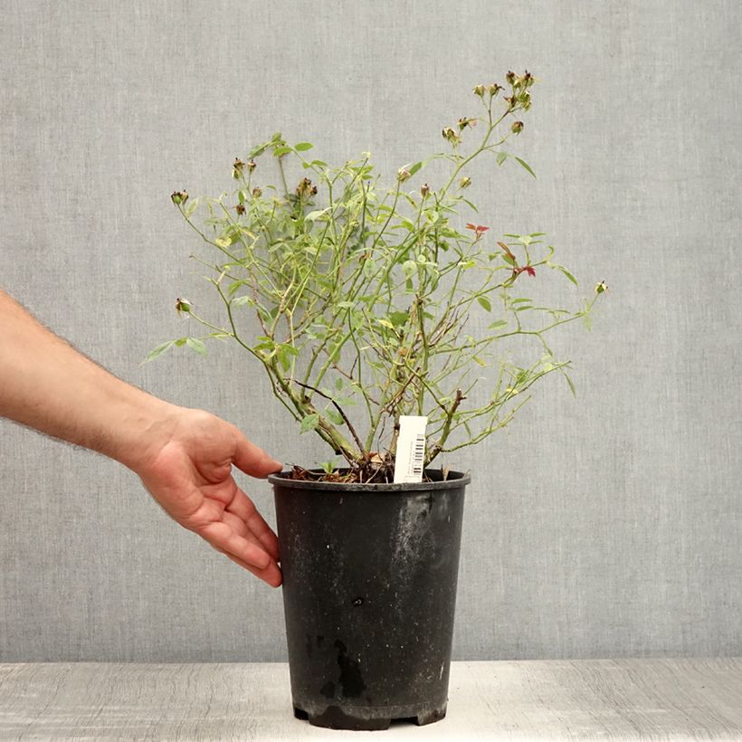 Esemplare di Rosa tappezzante Star Profusion Vaso da 3L/4L consegnato in estate