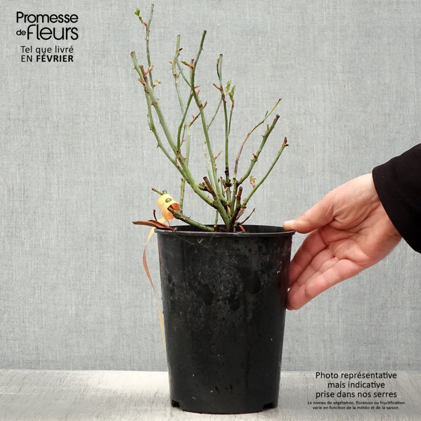 Rosa tappezzante Swany Vaso da 3L/4L esemplare consegnato in inverno