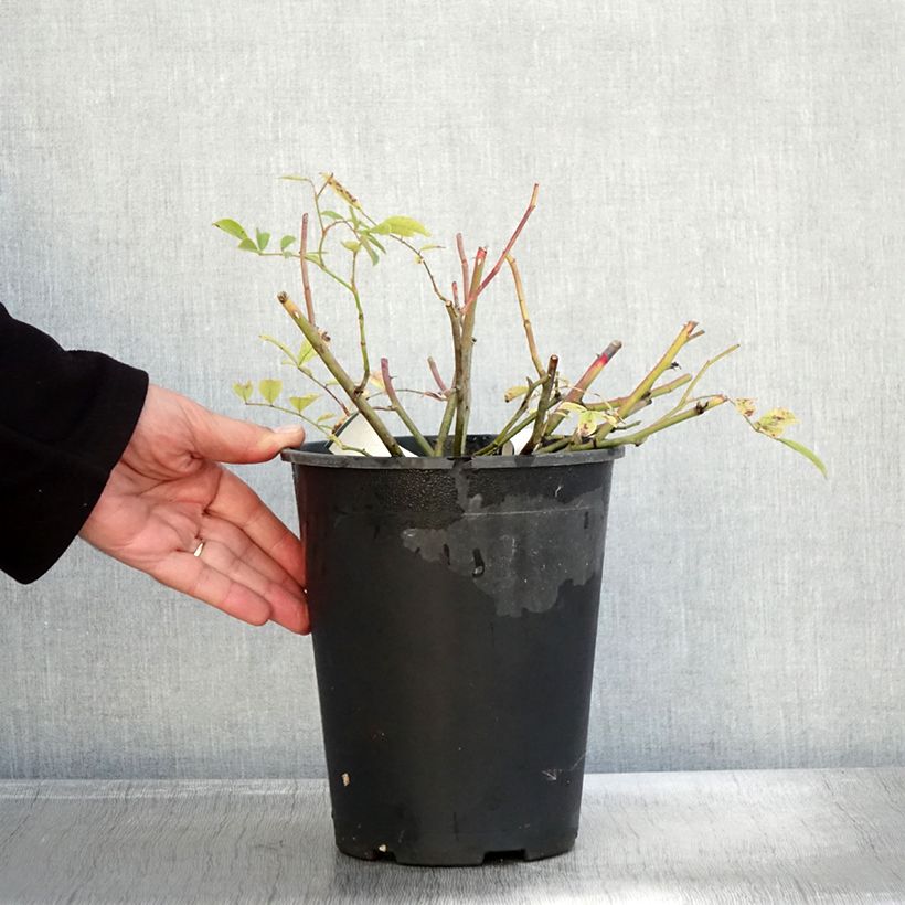 Esemplare di Rosa tappezzante Tapis Volant Vaso da 4L/5L come consegnato in autunno