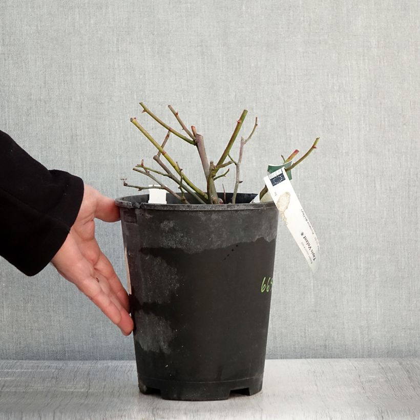 Rosa tappezzante Tapis Volant Vaso da 4L/5L esemplare consegnato in inverno