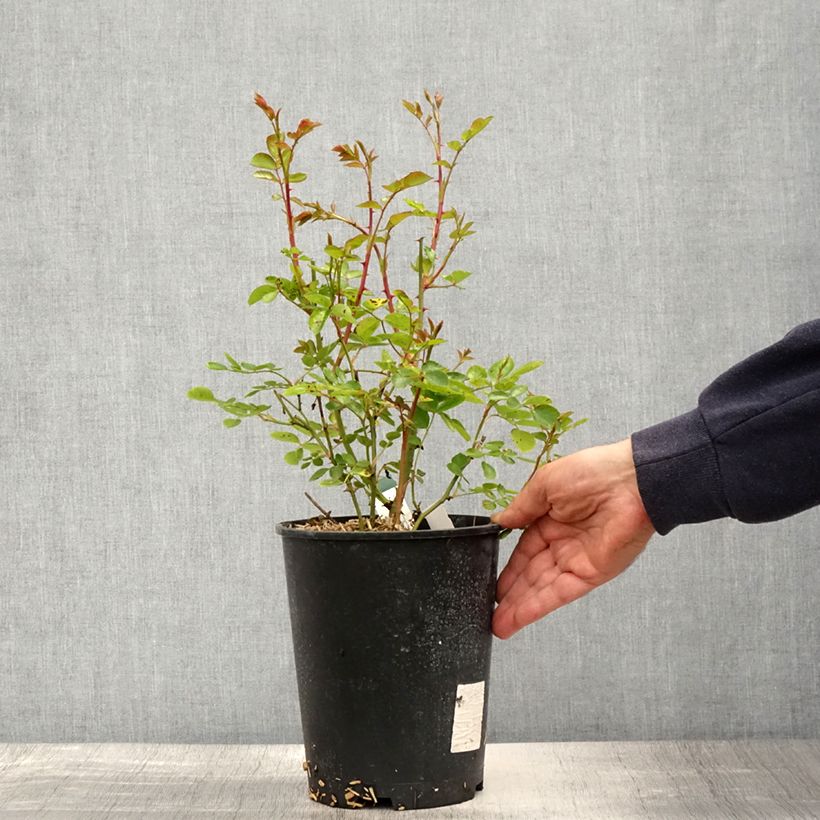 Rosa tappezzante The Faun Vaso da 4L/5L esemplare consegnato in primavera