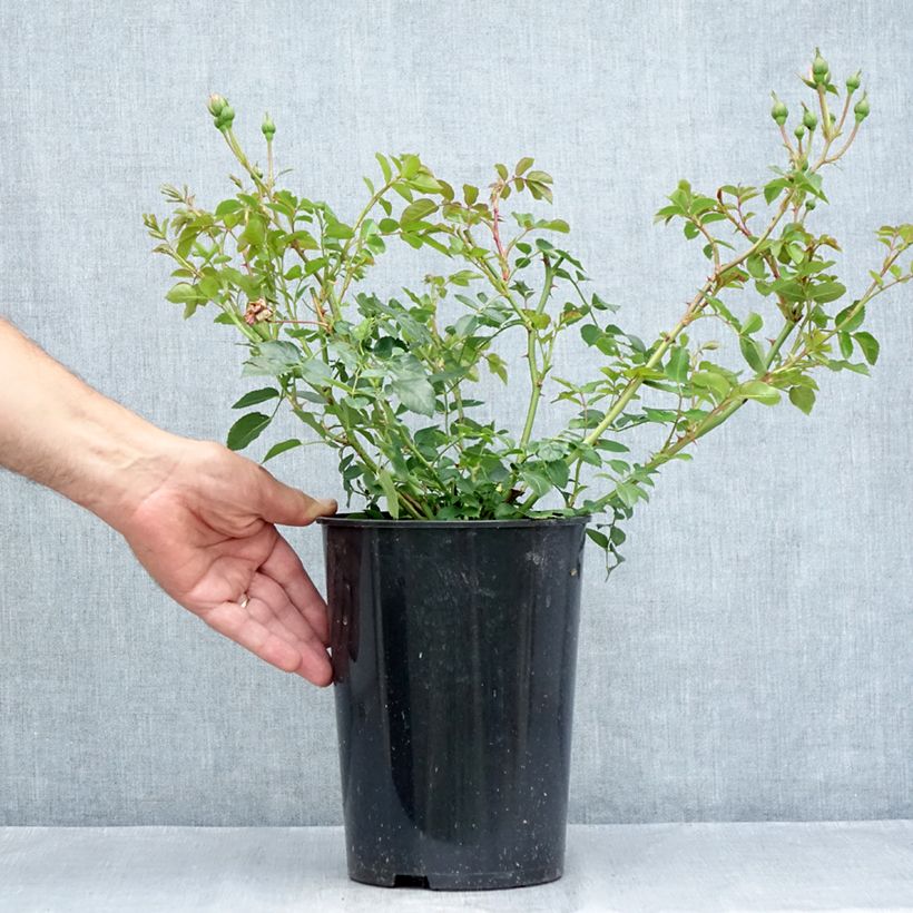 Esemplare di Rosa tappezzante The Faun Vaso da 4L/5L consegnato in estate