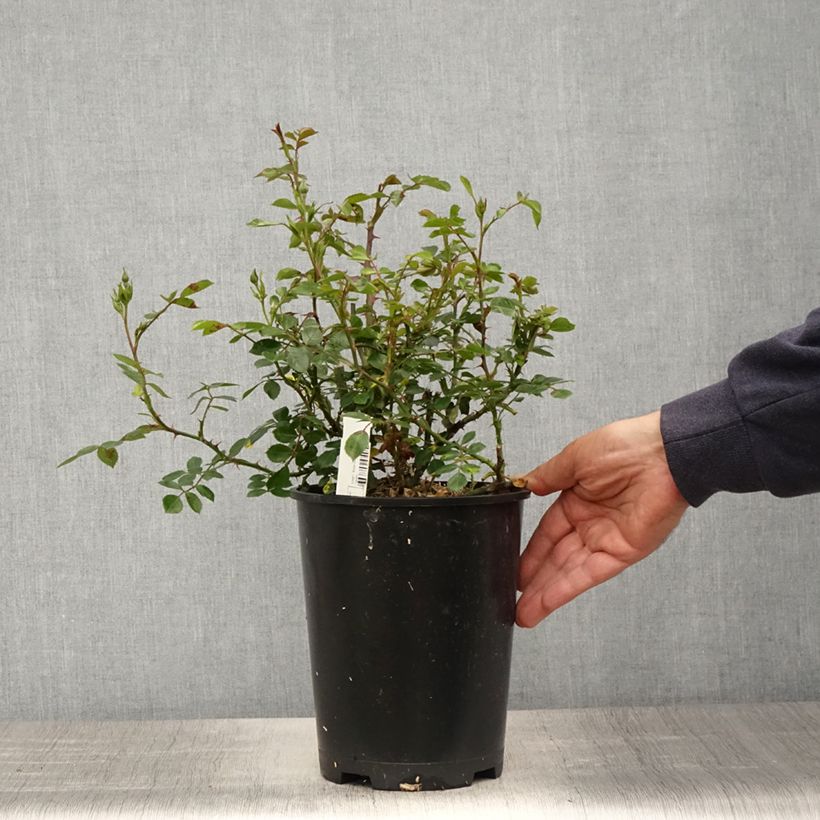 Rosa tappezzante Topolina Vaso da 3L/4L esemplare consegnato in primavera