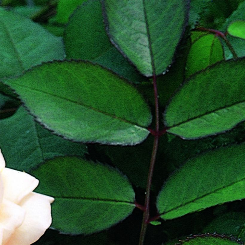 Rosa A Shropshire Lad (Fogliame)