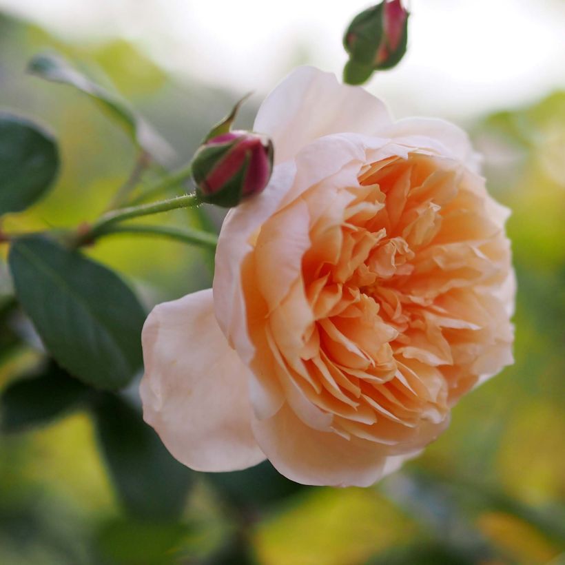 Rosa Abraham Darby (Fioritura)