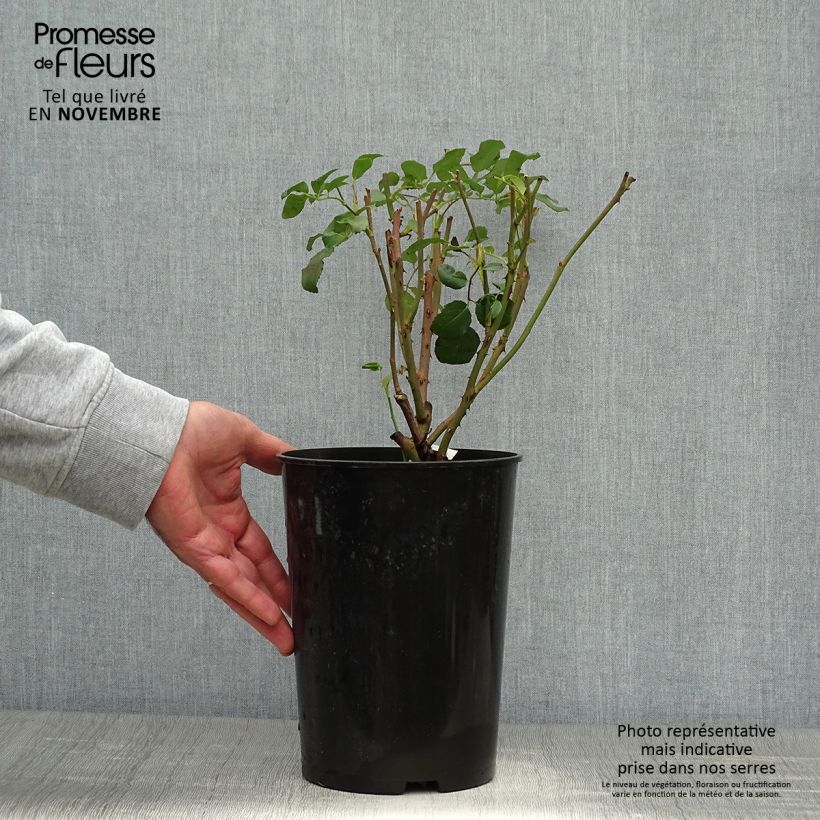 Esemplare di Rosa rampicante Albrighton Rambler Vaso da 4L/5L come consegnato in autunno