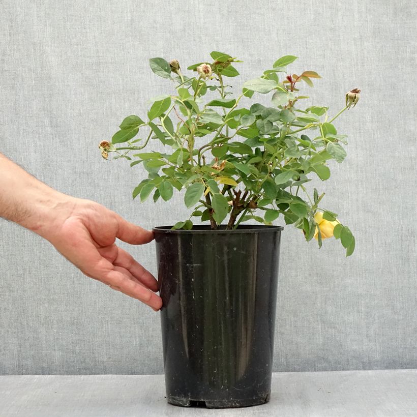 Esemplare di Rosa Bring Me Sunshine Vaso da 4L/5L consegnato in estate