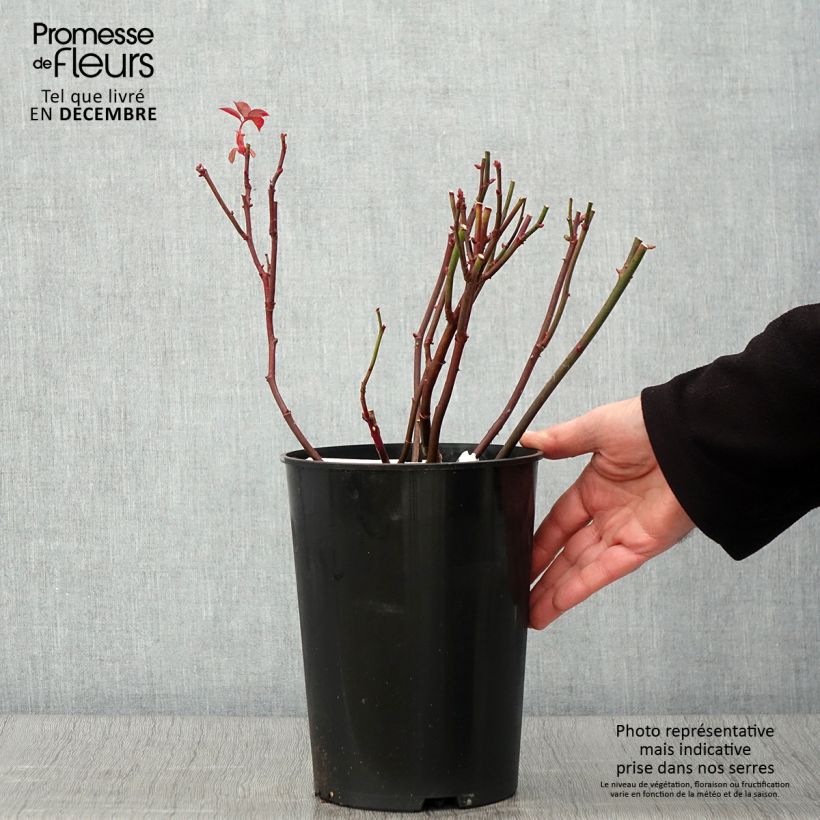 Esemplare di Rosa Brother Cadfael Vaso da 4L/5L come consegnato in autunno