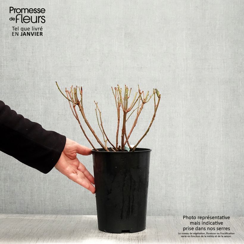 Rosa Charles Darwin Vaso da 4L/5L esemplare consegnato in inverno