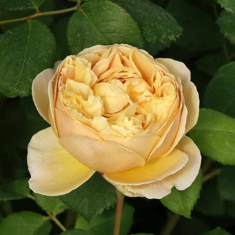 Rosa Charles Darwin (Fioritura)