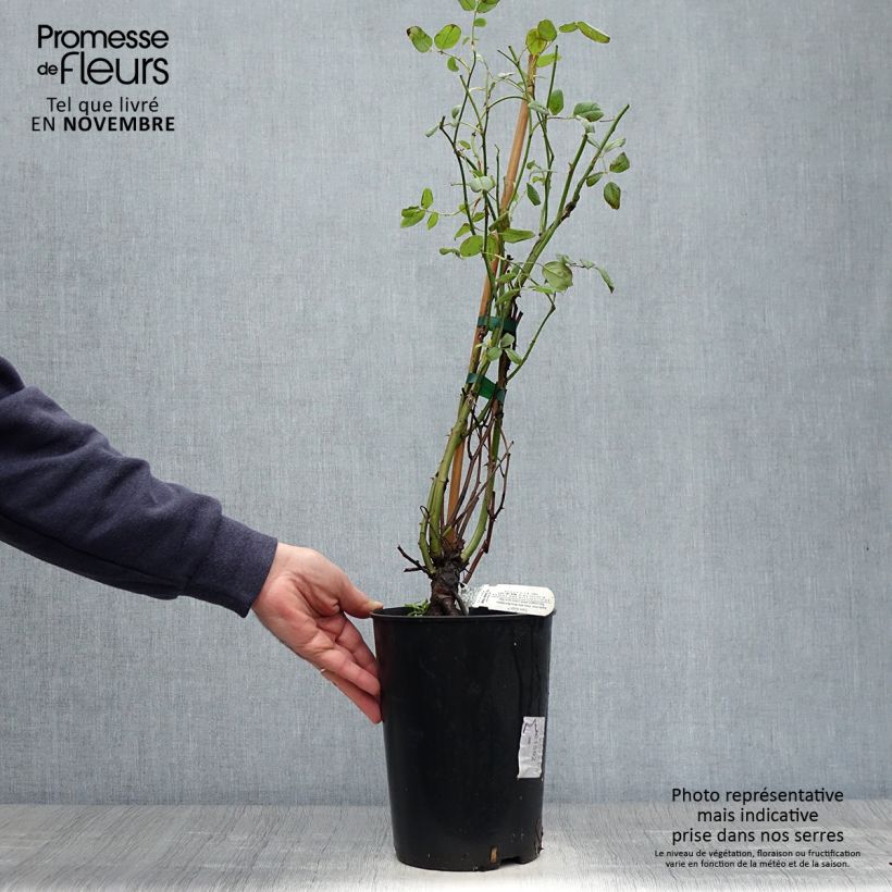 Esemplare di Rosa Claire Austin Vaso da 4L/5L come consegnato in autunno