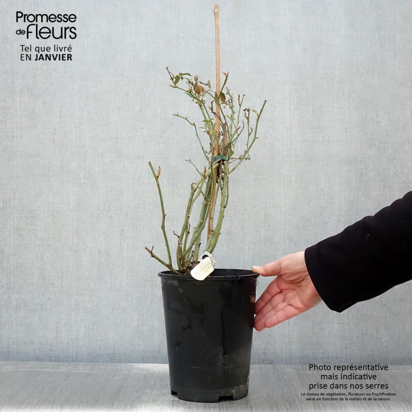 Rosa Claire Austin Vaso da 4L/5L esemplare consegnato in inverno