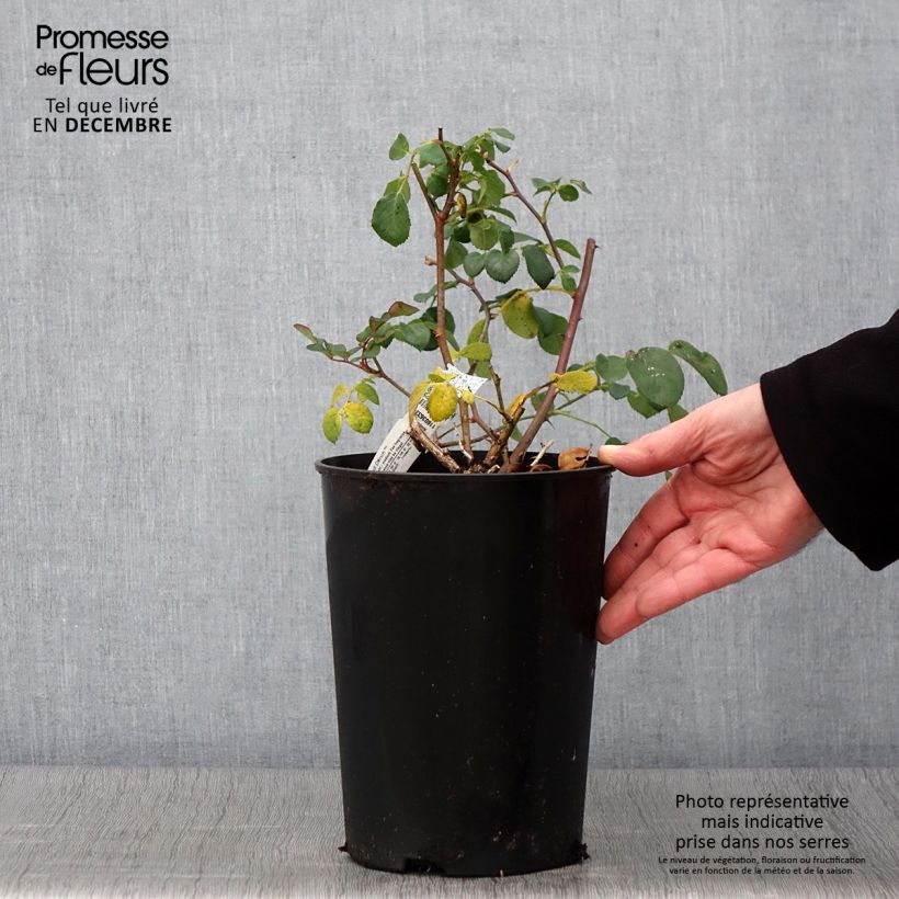 Esemplare di Rosa Dame Judi Dench Vaso da 4L/5L come consegnato in autunno