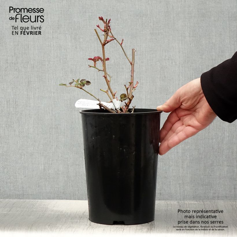 Rosa Dame Judi Dench Vaso da 4L/5L esemplare consegnato in inverno