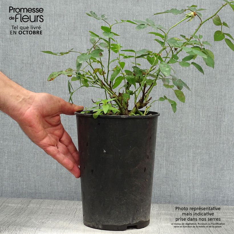 Esemplare di Rosa Darcey Bussel Vaso da 4L/5L come consegnato in autunno
