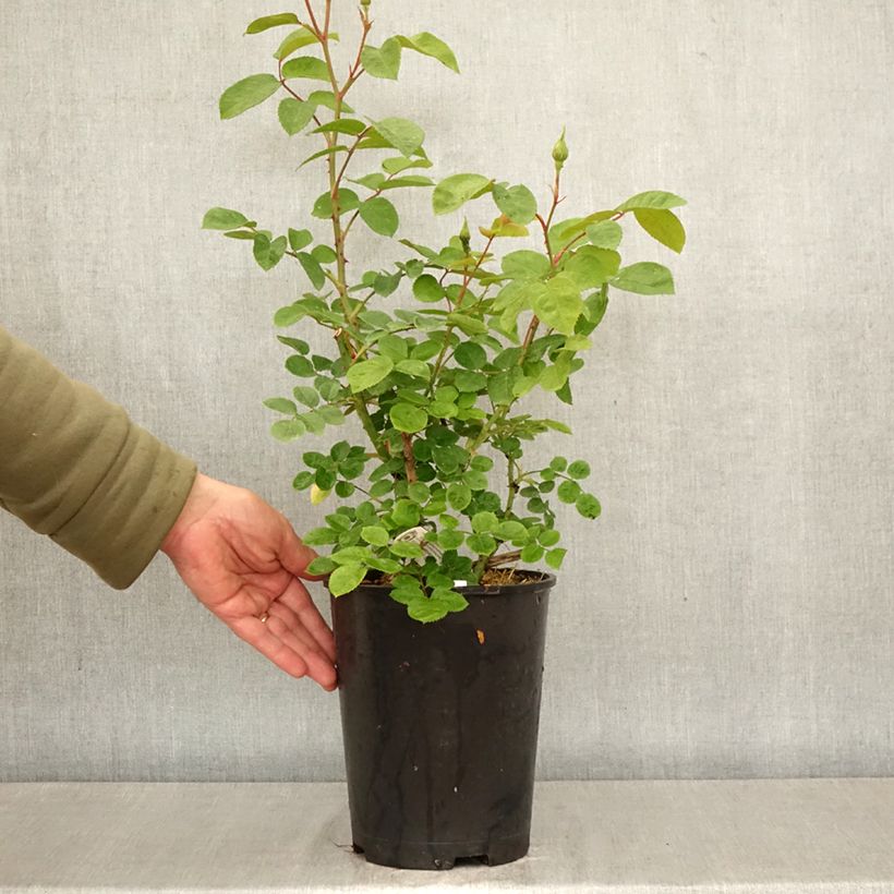 Rosa Elizabeth Ausmajesté Vaso da 4L/5L esemplare consegnato in primavera