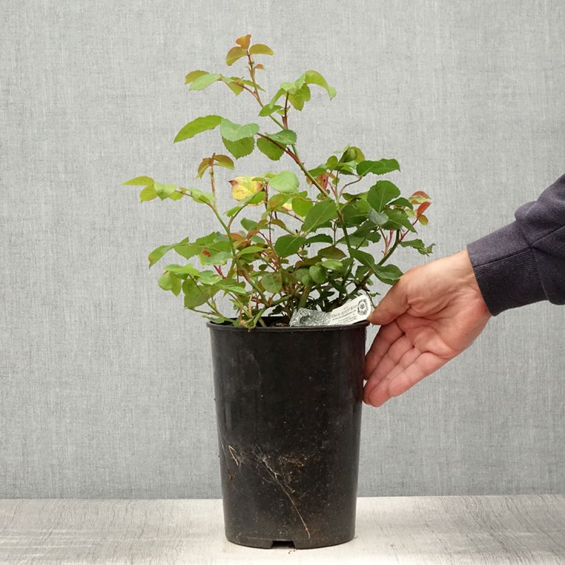 Esemplare di Rosa Emily Brontë Vaso da 4L/5L consegnato in estate