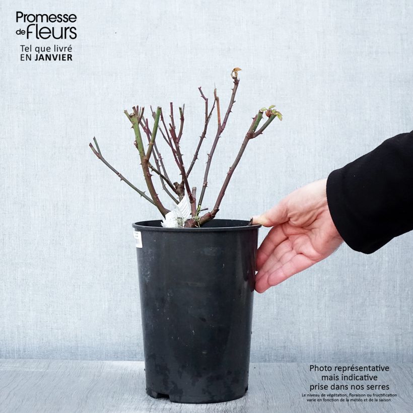 Rosa Gentle Hermione Vaso da 4L/5L esemplare consegnato in inverno