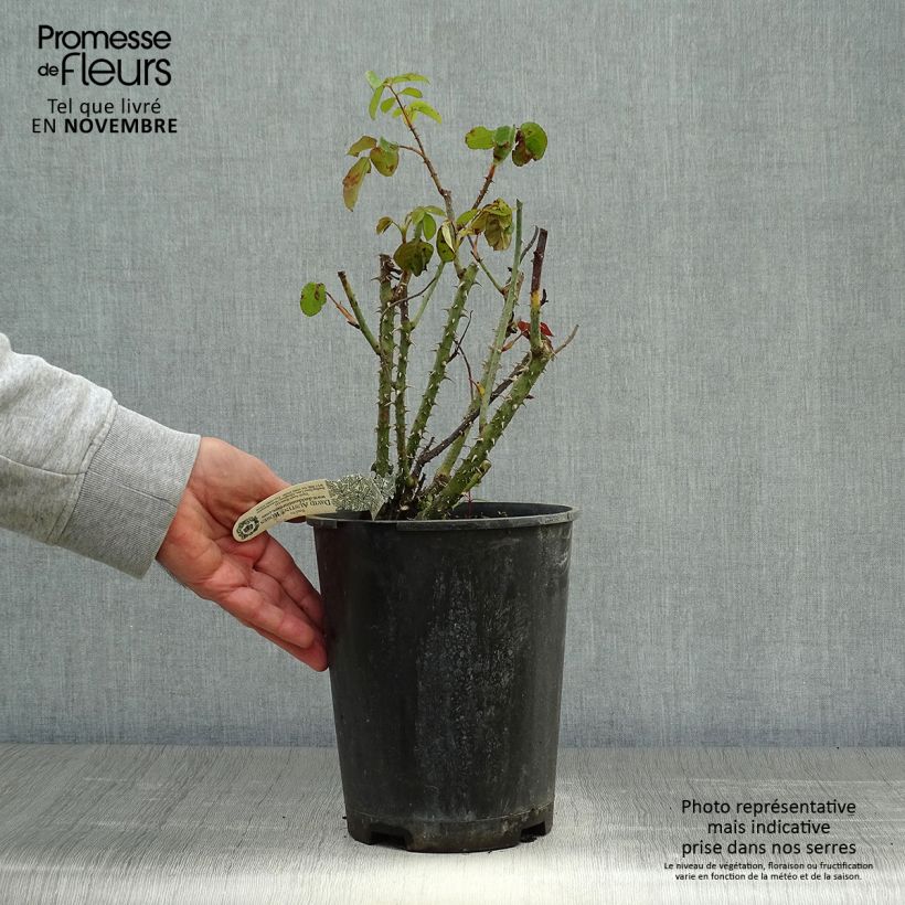 Esemplare di Rosa Gertrude Jekyll Vaso da 4L/5L come consegnato in autunno