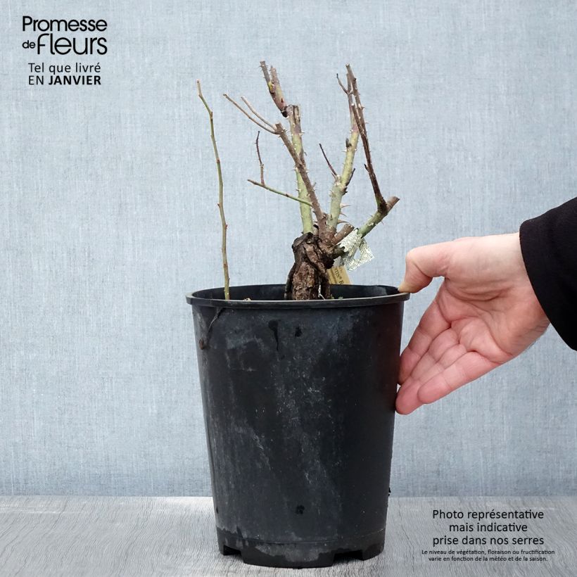 Rosa Gertrude Jekyll Vaso da 4L/5L esemplare consegnato in inverno