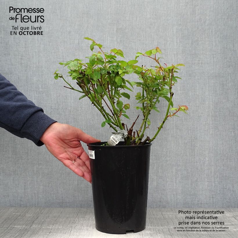 Esemplare di Rosa Graham Thomas Vaso da 4L/5L come consegnato in autunno