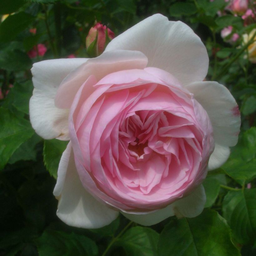 Rosa Heritage (Fioritura)