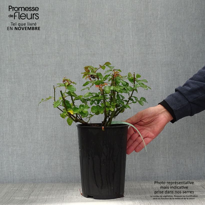Esemplare di Rosa Imogen Vaso da 4L/5L come consegnato in autunno