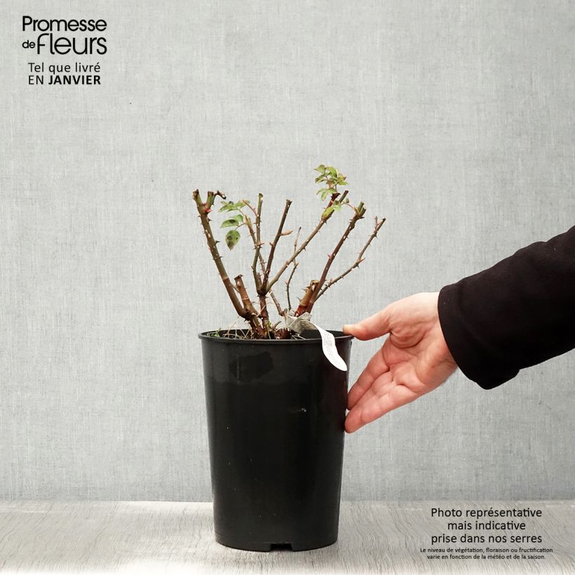 Rosa Imogen Vaso da 4L/5L esemplare consegnato in inverno