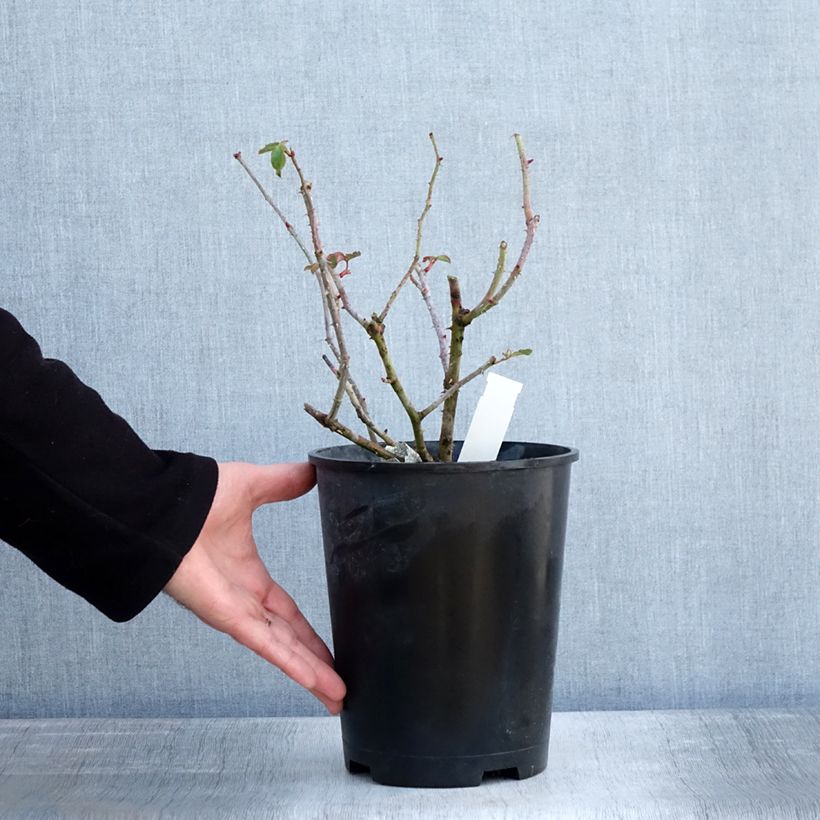 Rosa James L. Austin Vaso da 3L/4L esemplare consegnato in inverno