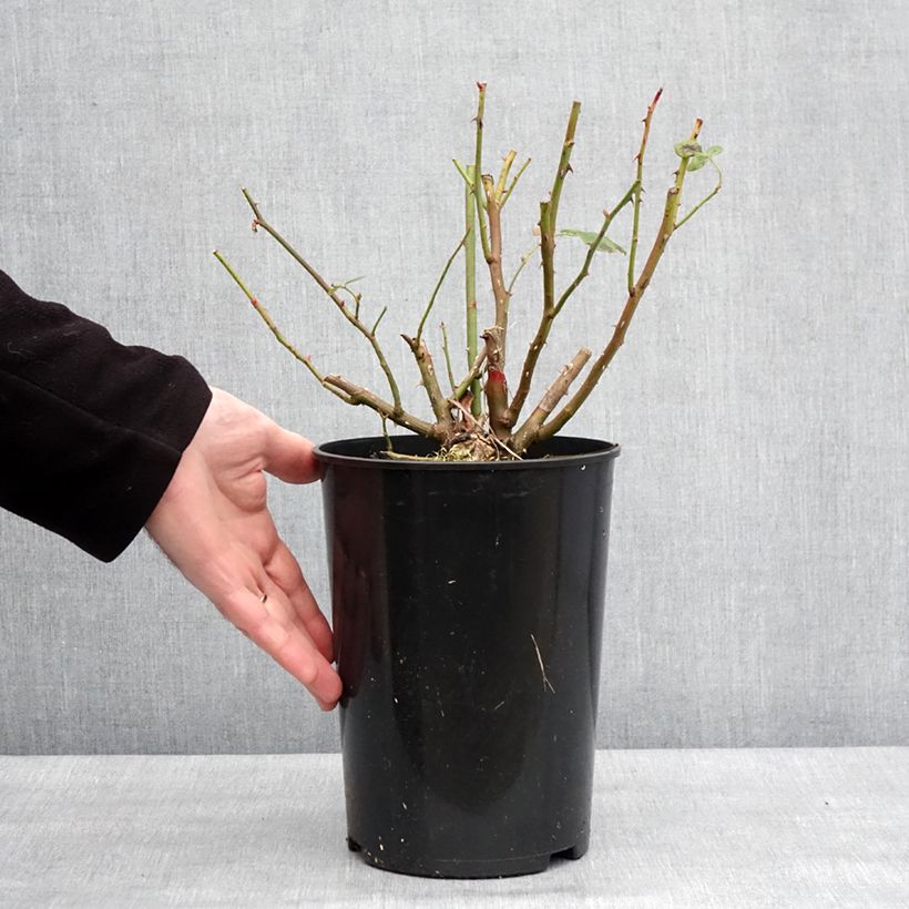 Rosa Lady Of Shalott Vaso da 4L/5L esemplare consegnato in inverno