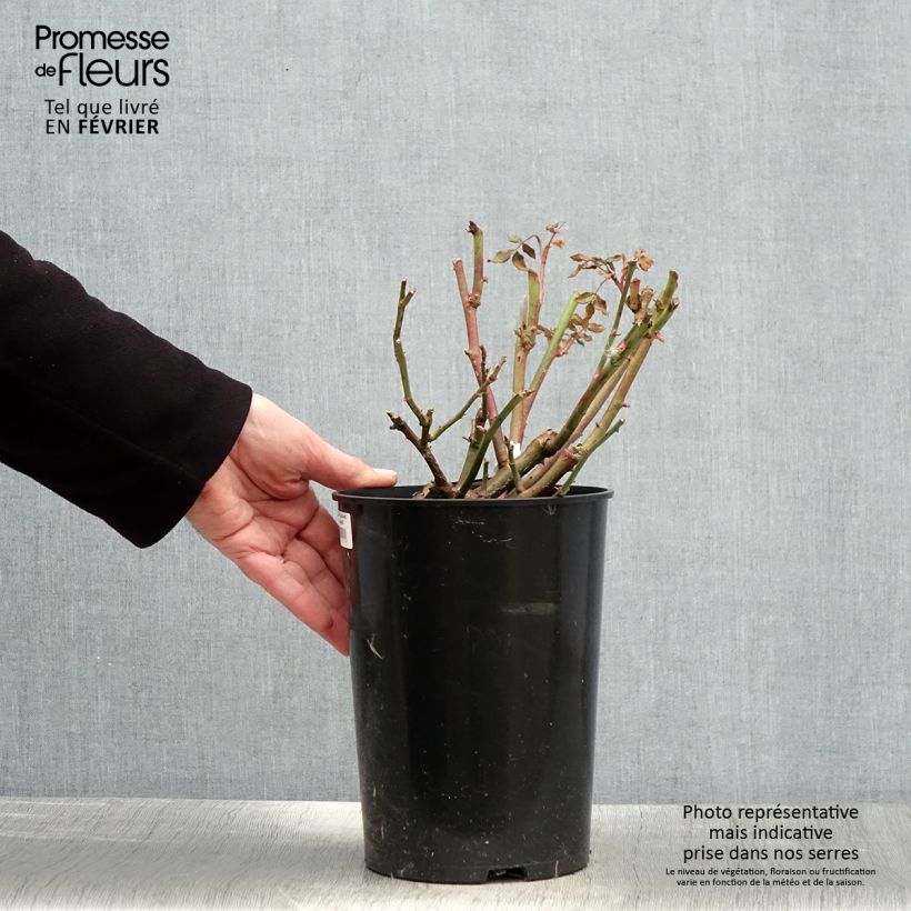 Rosa Lichfield Angel Vaso da 4L/5L esemplare consegnato in inverno