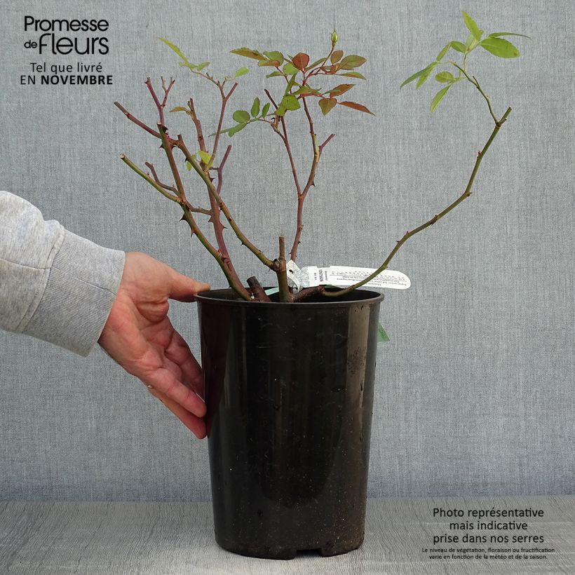 Esemplare di Rosa Malvern Hills Vaso da 4L/5L come consegnato in autunno