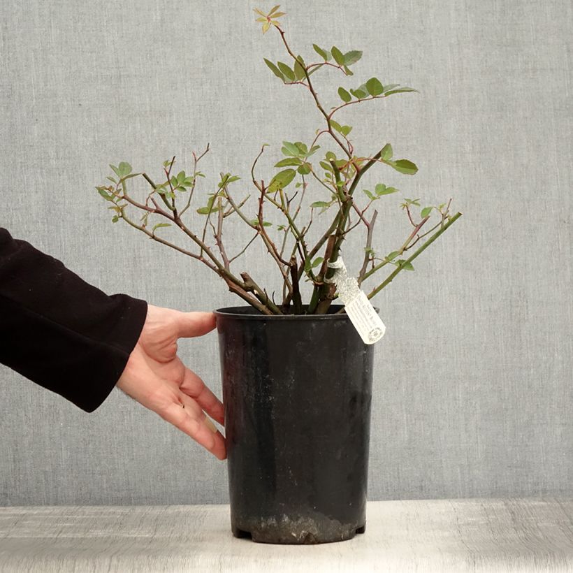 Rosa Malvern Hills Vaso da 4L/5L esemplare consegnato in inverno