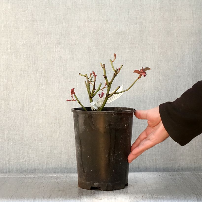Esemplare di Rosa Port Sunlight Vaso da 4L/5L come consegnato in autunno
