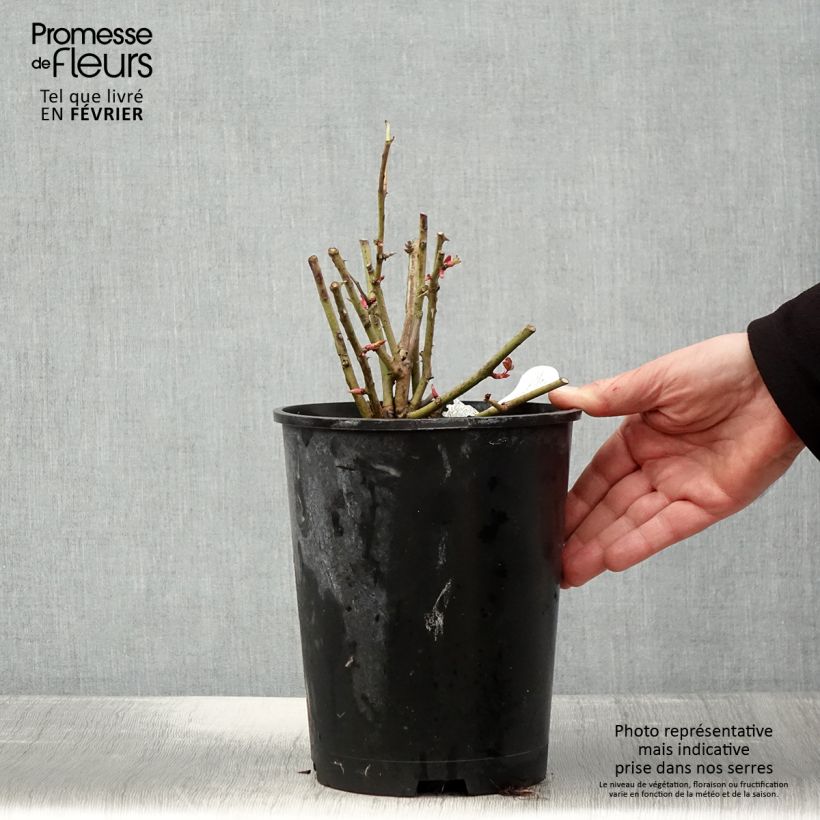 Rosa Port Sunlight Vaso da 4L/5L esemplare consegnato in inverno