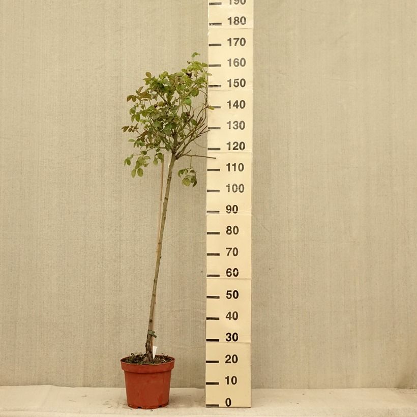 Esemplare di Rosa Port Sunlight Vaso da 7,5L/10L, Vaso impalcato consegnato in estate