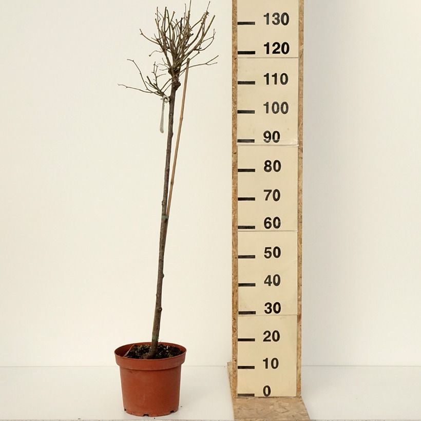 Rosa Port Sunlight Vaso da 7,5L/10L, Vaso impalcato esemplare consegnato in inverno