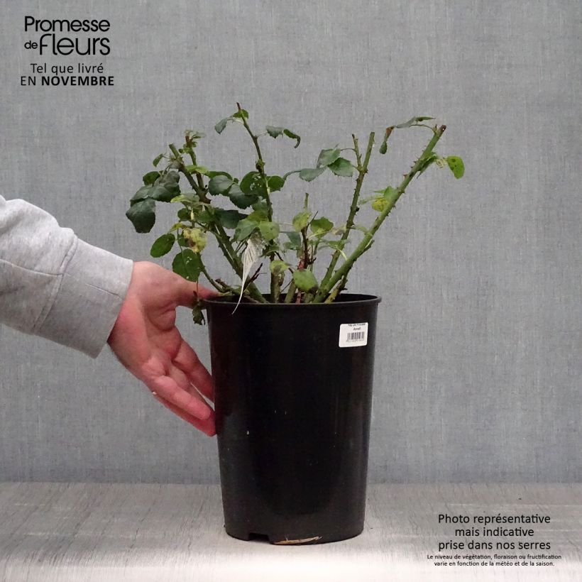 Esemplare di Rosa Princess Anne Vaso da 3L/4L come consegnato in autunno