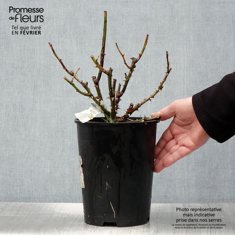 Rosa Roald Dahl Vaso da 4L/5L esemplare consegnato in inverno