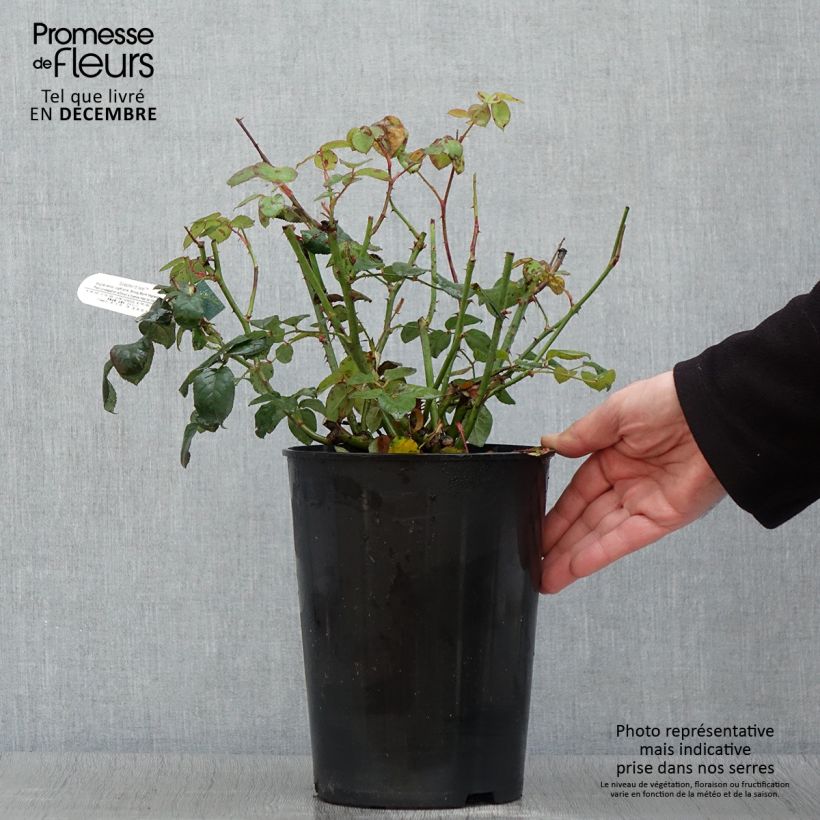 Esemplare di Rosa Scepter'd Isle Vaso da 4L/5L come consegnato in autunno