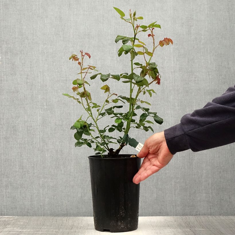 Esemplare di Rosa Scepter'd Isle Vaso da 4L/5L consegnato in estate