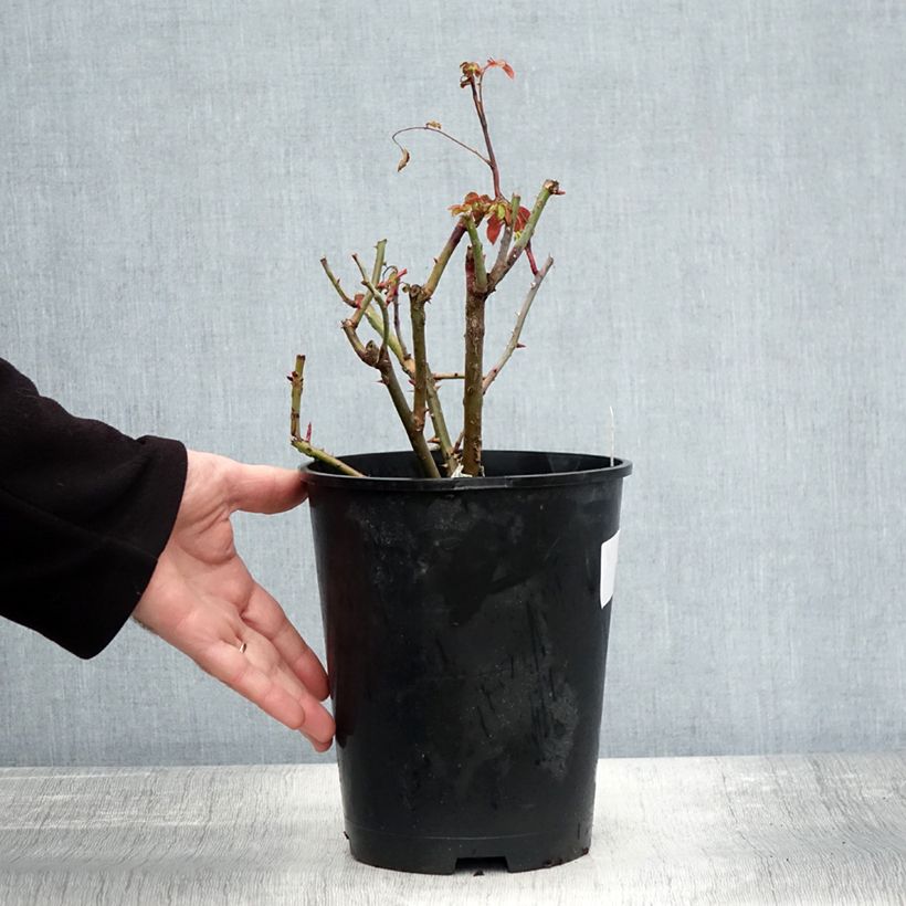 Esemplare di Rosa Strawberry Hill Vaso da 4L/5L come consegnato in autunno