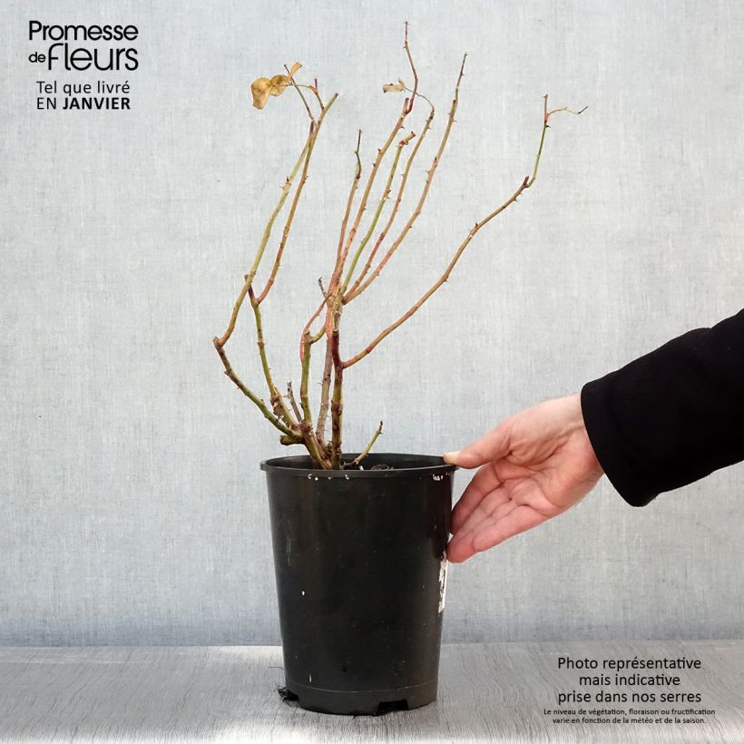 Rosa Strawberry Hill Vaso da 4L/5L esemplare consegnato in inverno