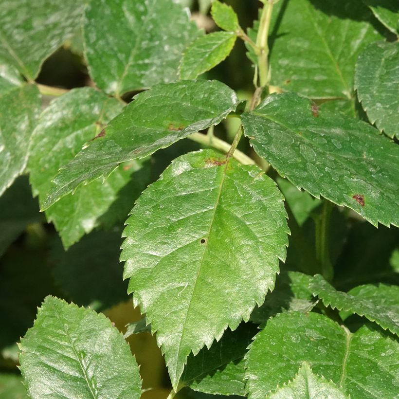 Rosa Summer Song (Fogliame)