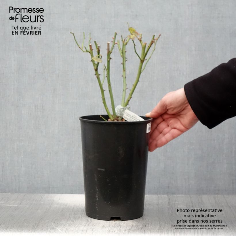 Rosa The Lady Gardener Vaso da 4L/5L esemplare consegnato in inverno