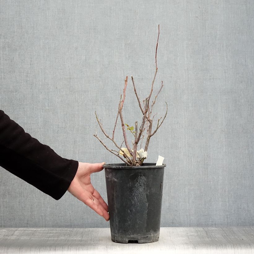 Rosa The Mill on the Floss Vaso da 4L/5L esemplare consegnato in inverno