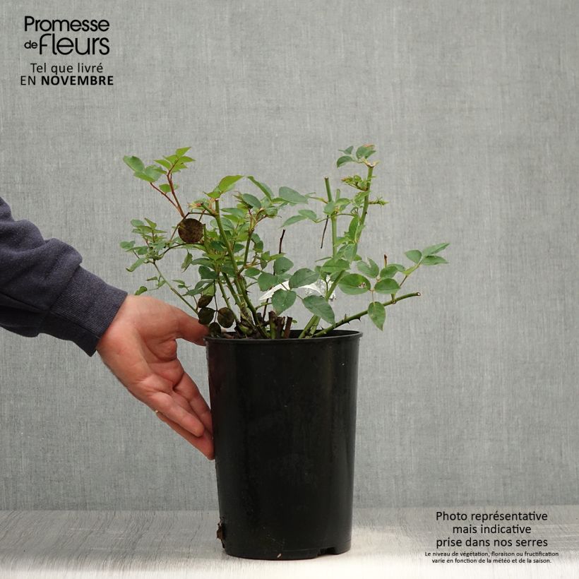 Esemplare di Rosa The Pilgrim Vaso da 4L/5L come consegnato in autunno